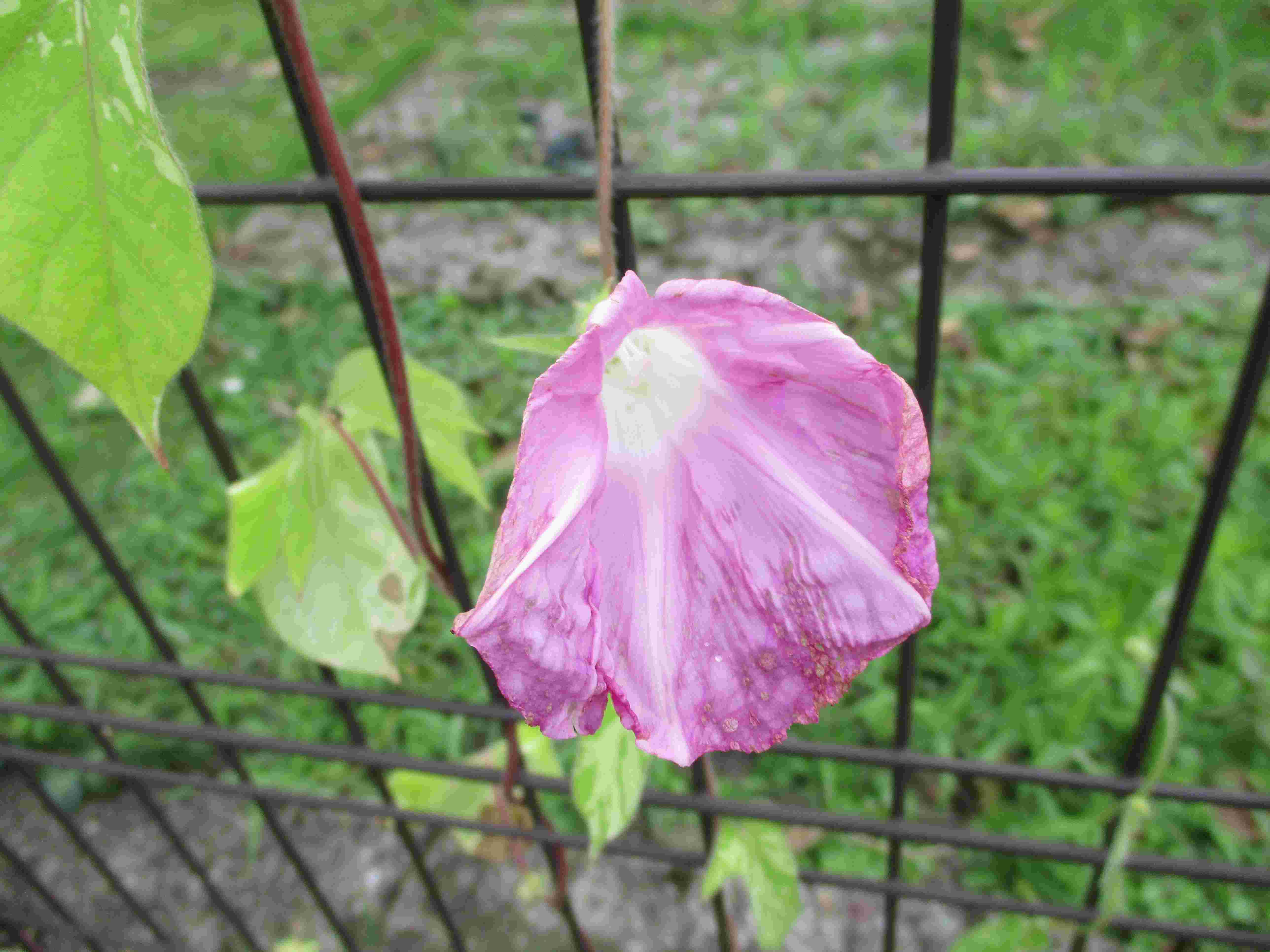 朝顔(年長組)
